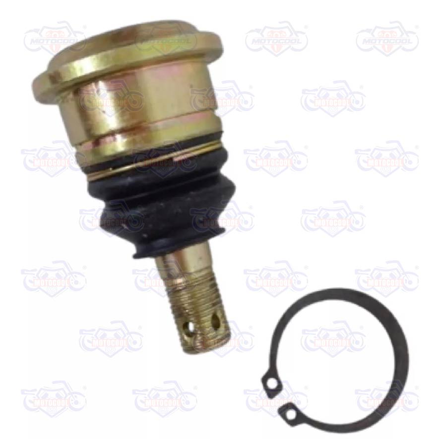 B-ROTULASDEORQUILLASUP/INFATV15